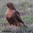 Red-tailed Hawk range map