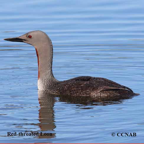 Red-throated Loon