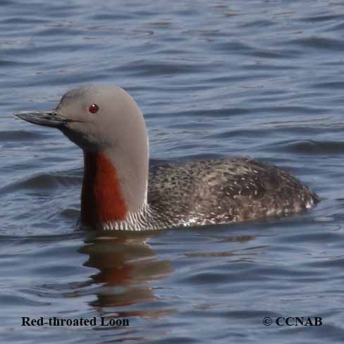 Birds of North America