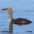 Red-throated Loon range map