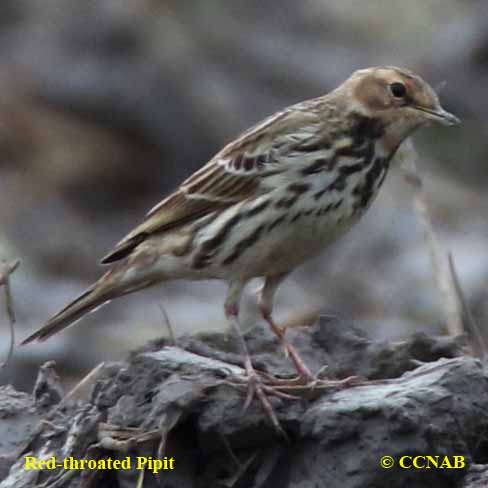 Red-throated Pipit