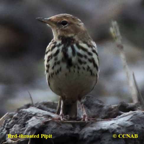 Red-throated Pipit