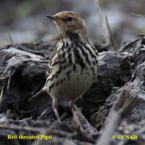 Red-throated Pipit