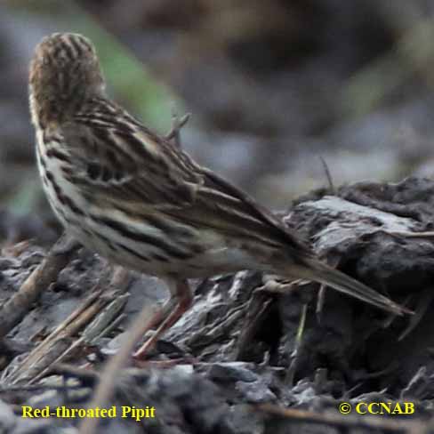 Birds of North America