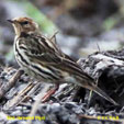 Red-throated Pipit range map