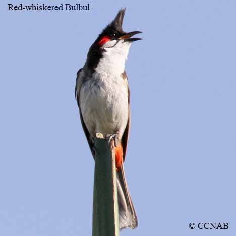 Red-whiskered Bulbul