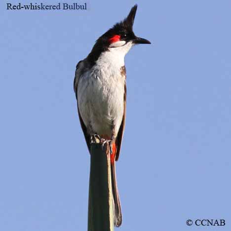 Birds of North America