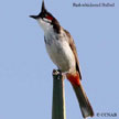 Red-whiskered Bulbul