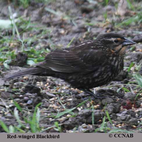 Birds of North America