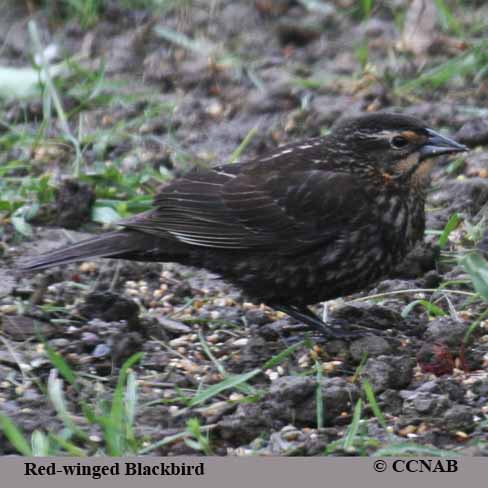 Red-winged Blackbird