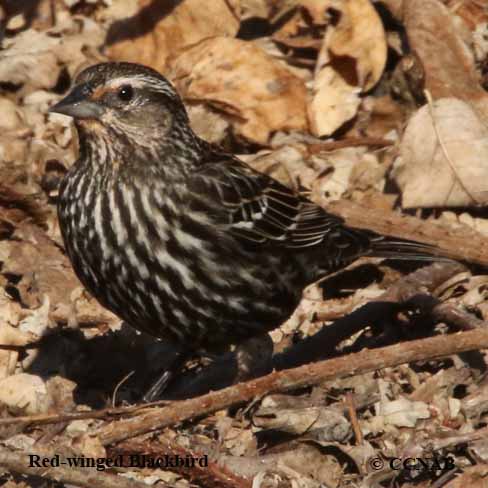 Red-winged Blackbird