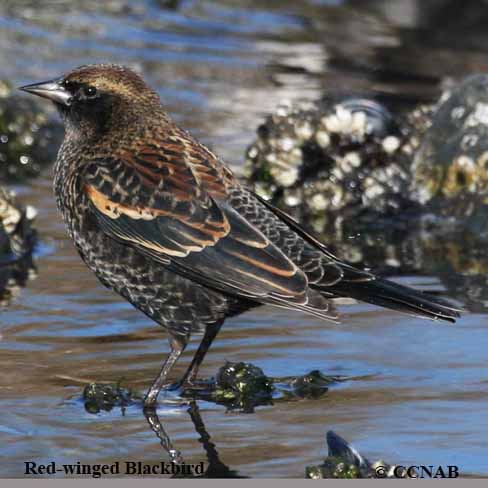 Red-winged Blackbird