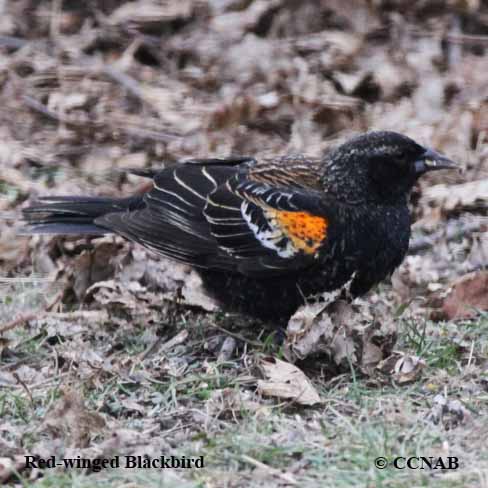 Birds of North America