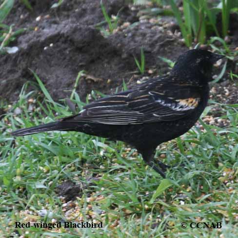 Red-winged Blackbird