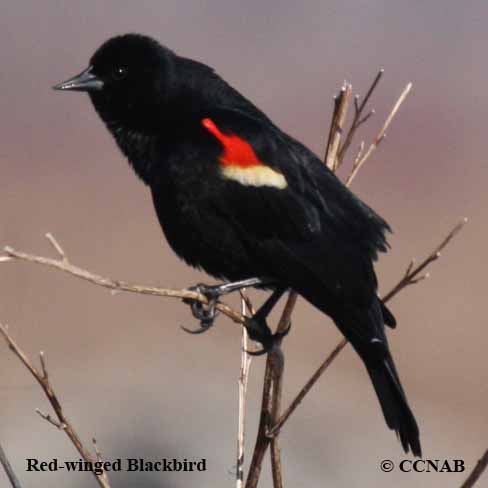 Red-winged Blackbird