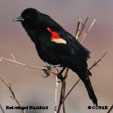 Red-winged Blackbird range map