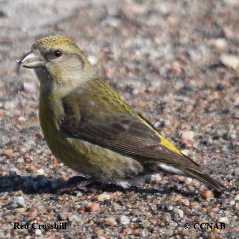 Red Crossbill