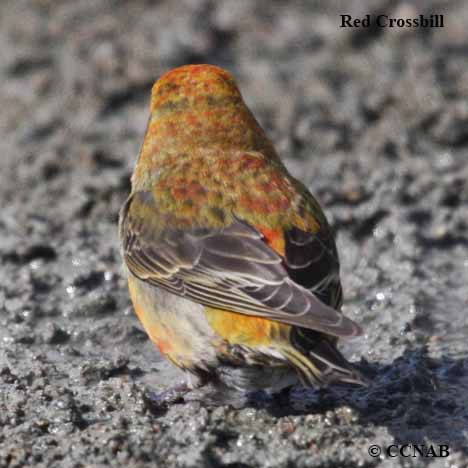 Red Crossbill