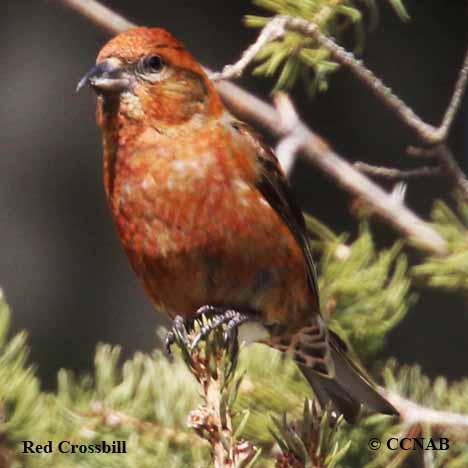 Red Crossbill