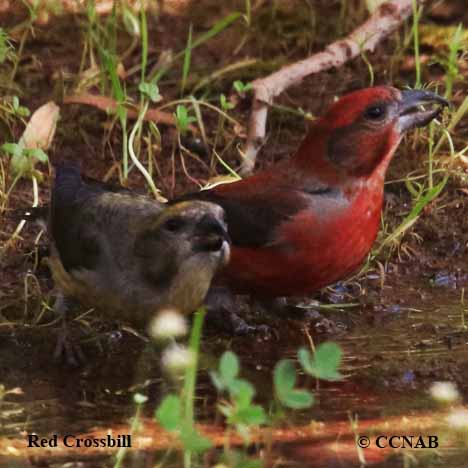 Red Crossbill