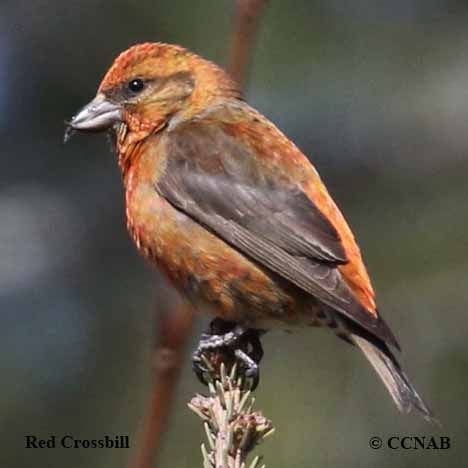 Red Crossbill