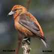 Red Crossbill range map