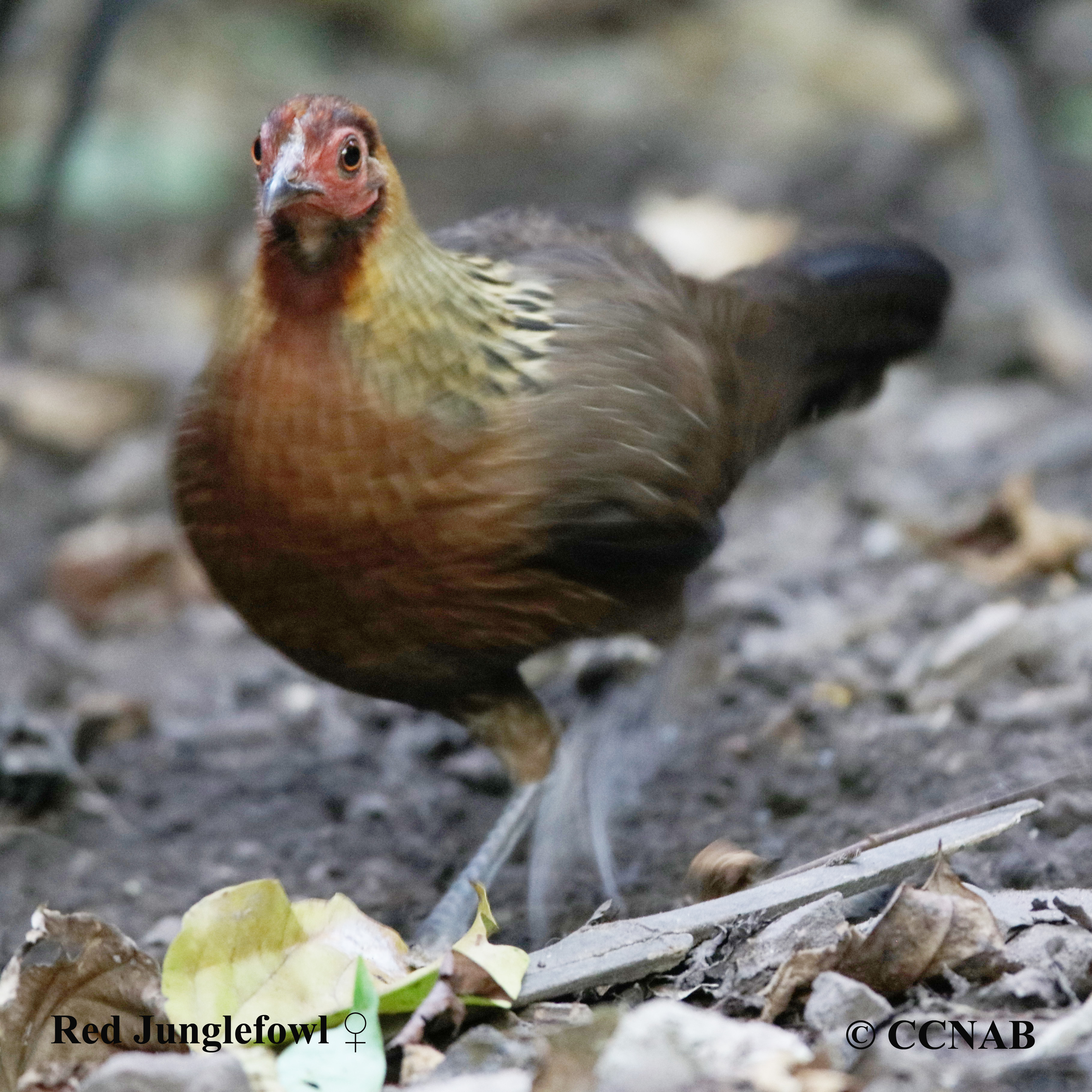 Junglefowl