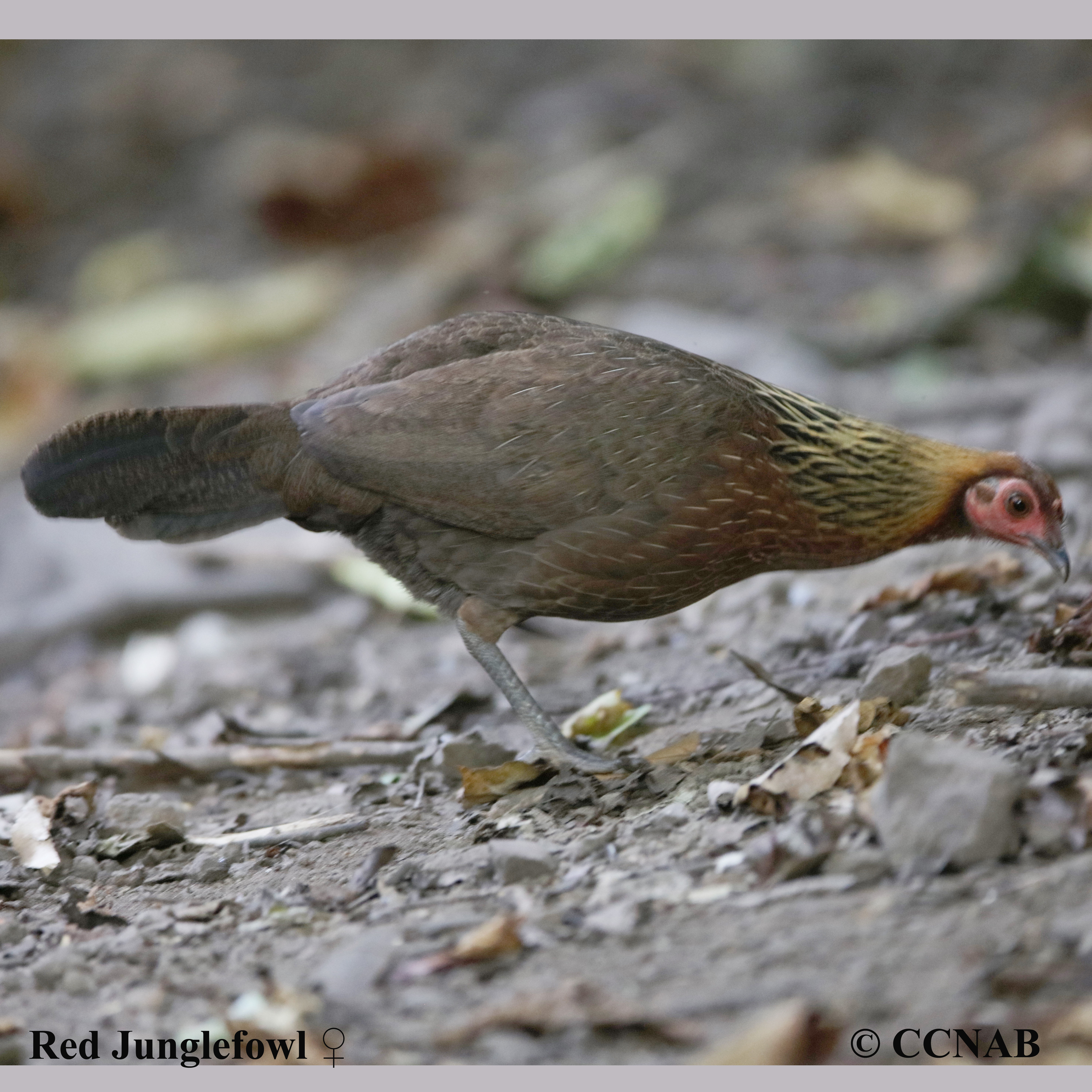 Junglefowl