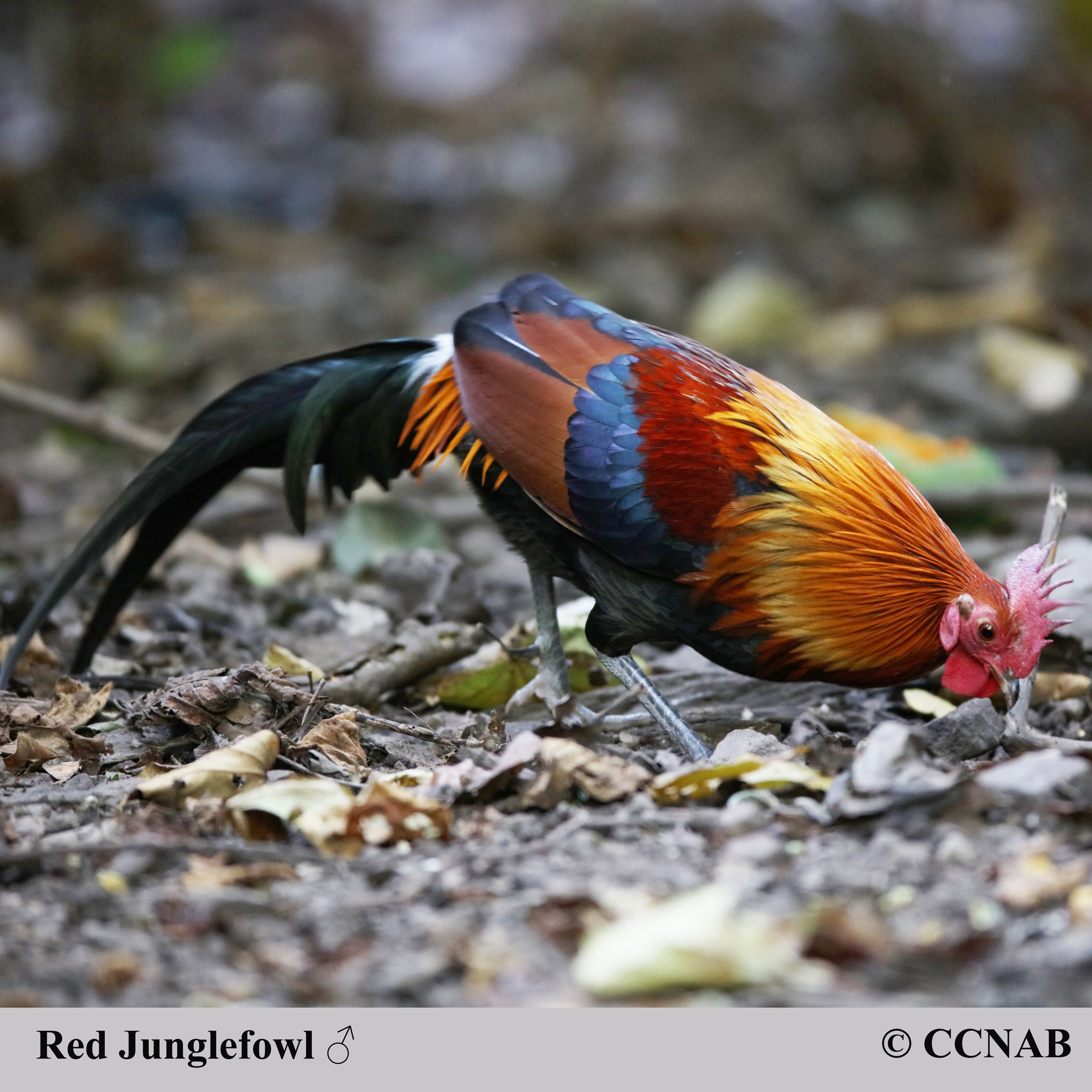 Junglefowl