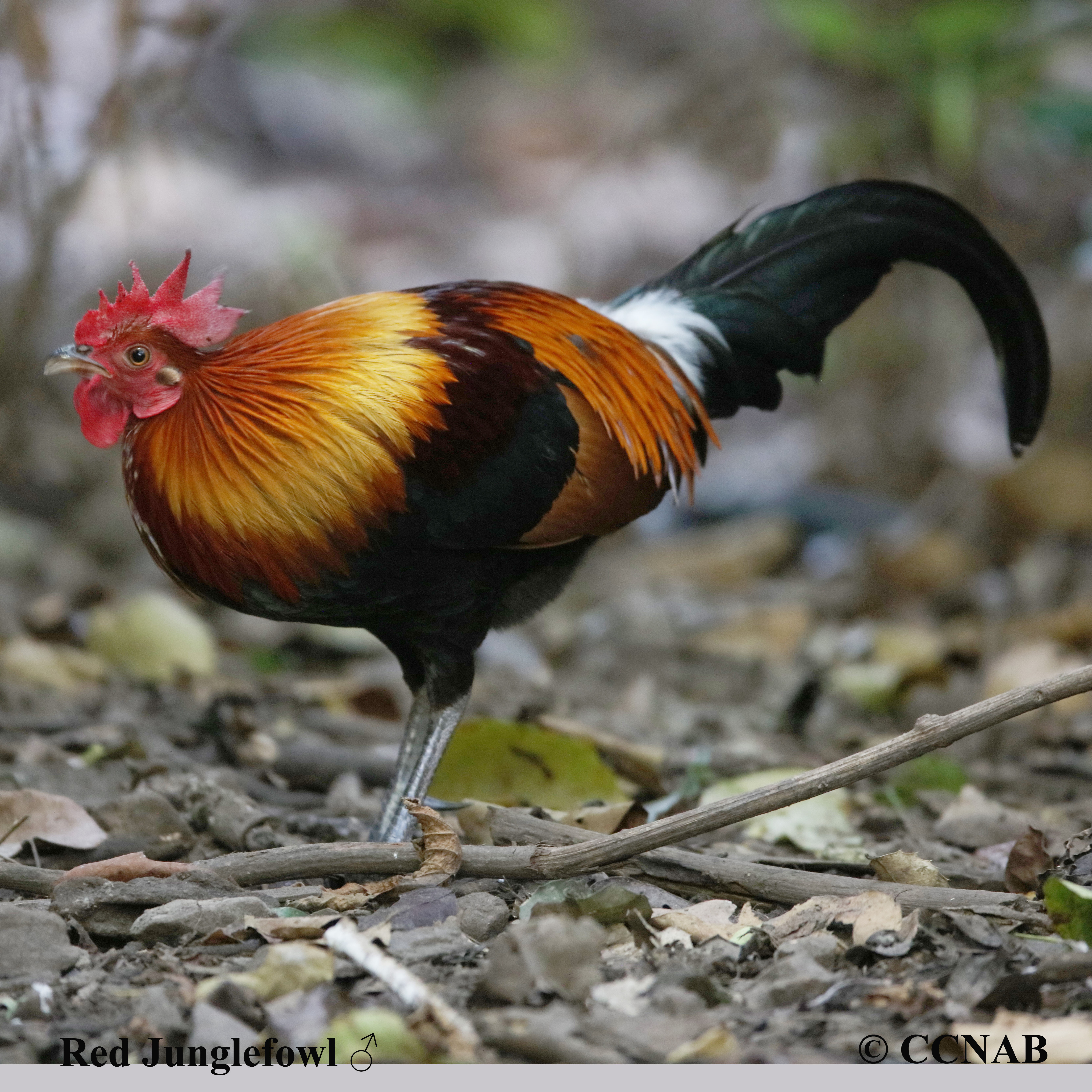 Junglefowl