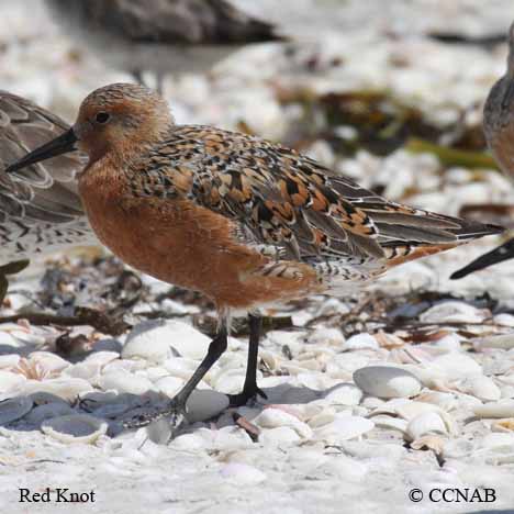 Birds of North America from  13 Re to Ru