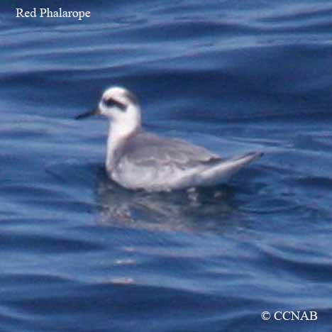 Red Phalarope