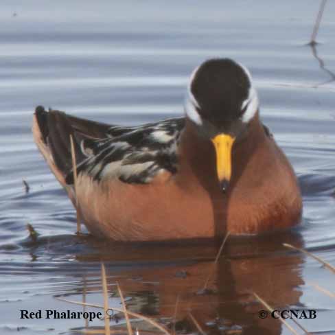 Red Phalarope