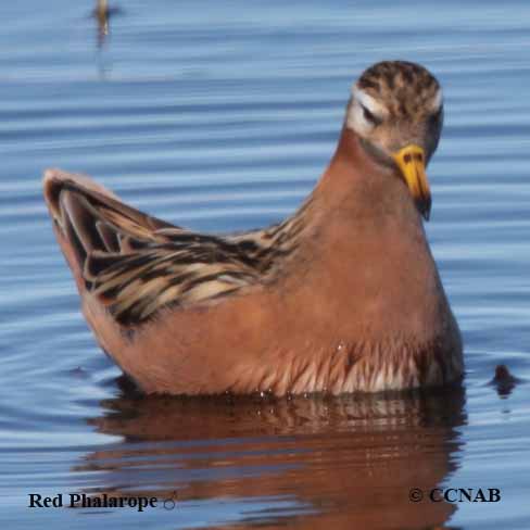 Red Phalarope