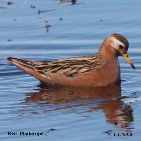 Red Phalarope