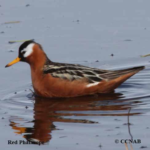 Red Phalarope