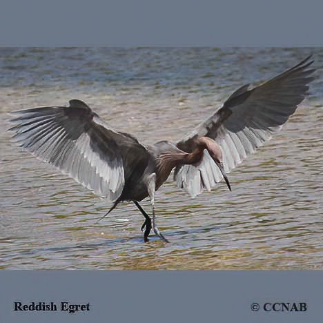 Reddish Egret