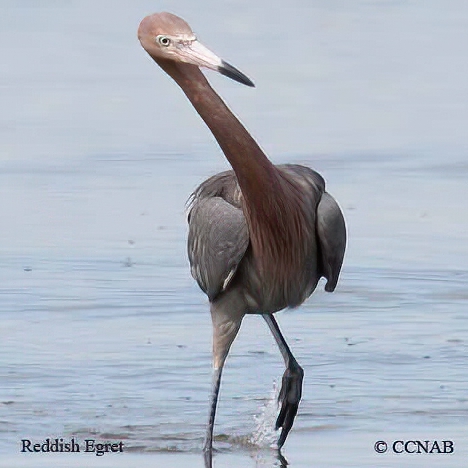 Reddish Egret