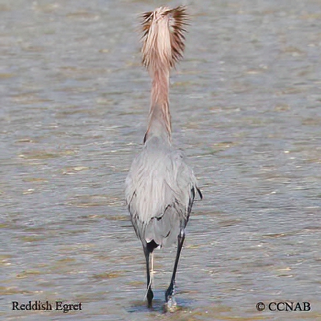 Reddish Egret