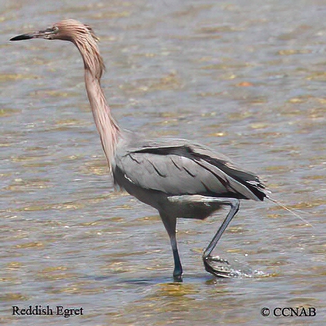 Reddish Egret