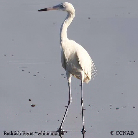 Reddish Egret (White)