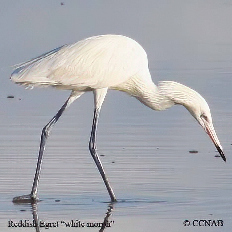 Reddish Egret (White)