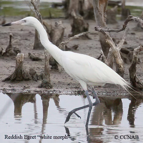 Reddish Egret (White)