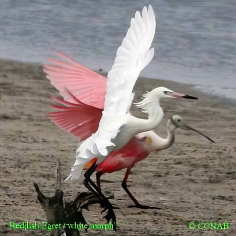 Reddish Egret (White)