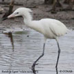 Reddish Egret (White)