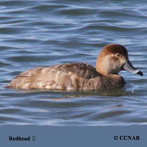 Birds of North America