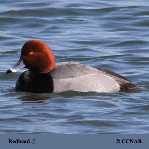 Birds of North America