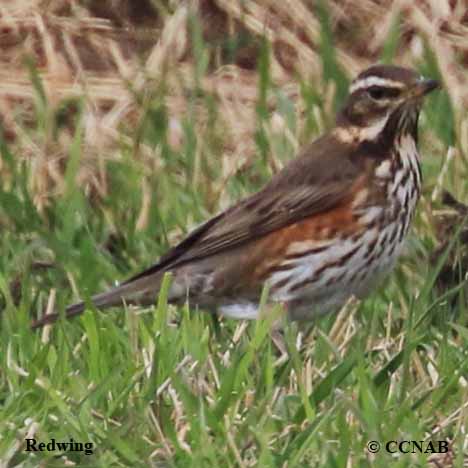 Redwing