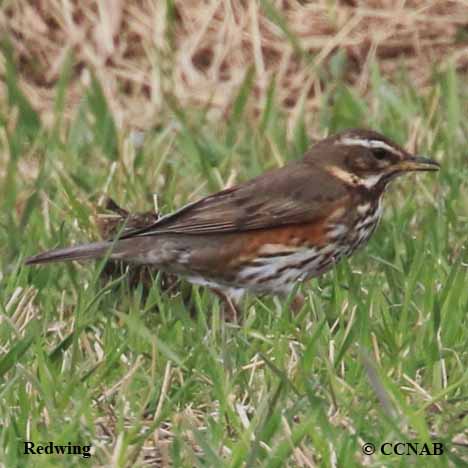 Redwing