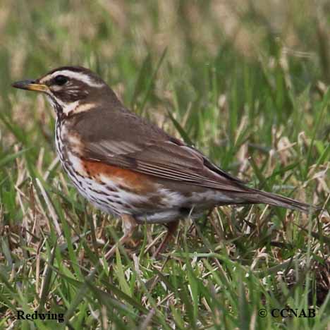 Birds of North America